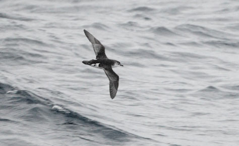 Little Shearwater (Puffinus assimilis) photo