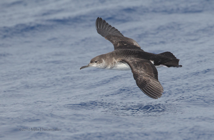 Manx Shearwater (Puffinus puffinus) photo