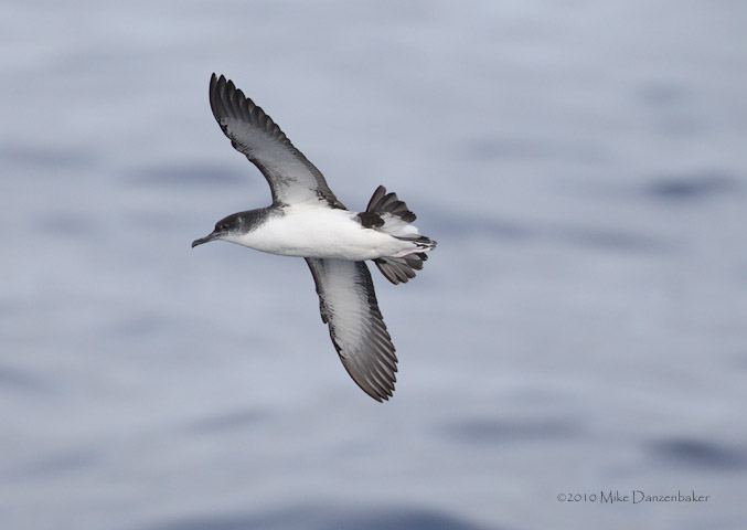 Manx Shearwater (Puffinus puffinus) photo