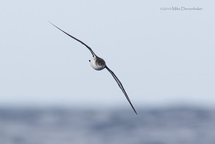 Manx Shearwater (Puffinus puffinus) photo