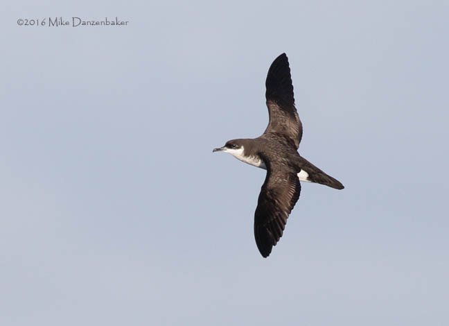 Newell's Shearwater (Puffinus newelli) photo