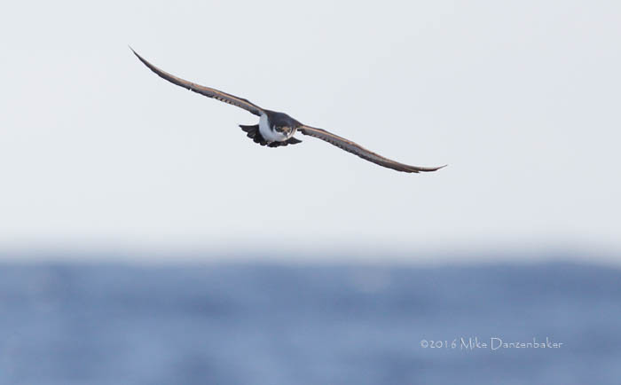Newell's Shearwater (Puffinus newelli) photo