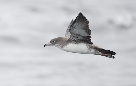 Pink-footed Shearwater (Puffinus creatopus) photo