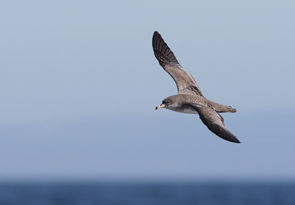Pink-footed Shearwater (Puffinus creatopus) photo