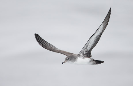 Pink-footed Shearwater (Puffinus creatopus) photo