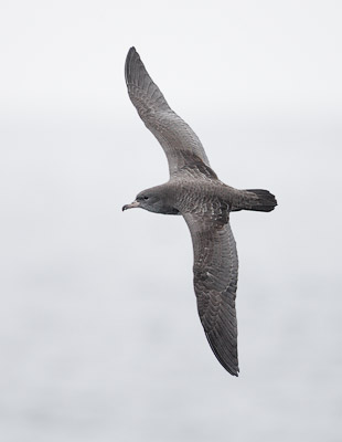 Pink-footed Shearwater (Puffinus creatopus) photo