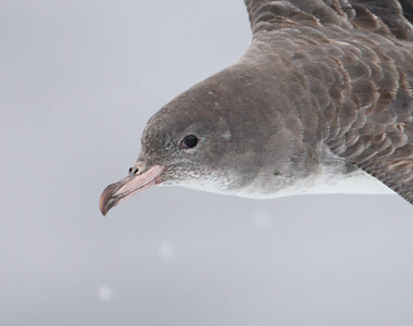 Pink-footed Shearwater (Puffinus creatopus) photo