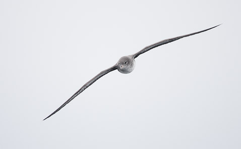 Pink-footed Shearwater (Puffinus creatopus) photo