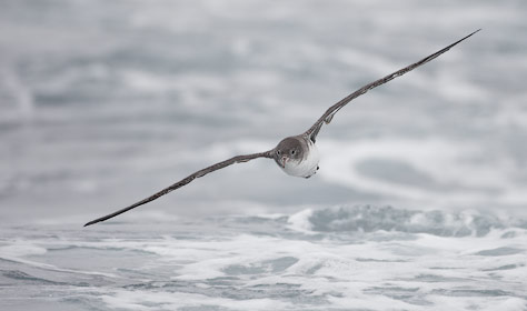 Pink-footed Shearwater (Puffinus creatopus) photo