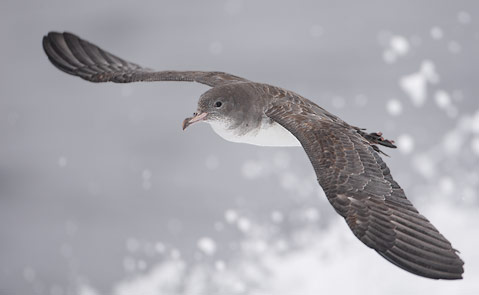 Pink-footed Shearwater (Puffinus creatopus) photo