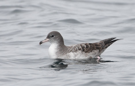 Pink-footed Shearwater (Puffinus creatopus) photo