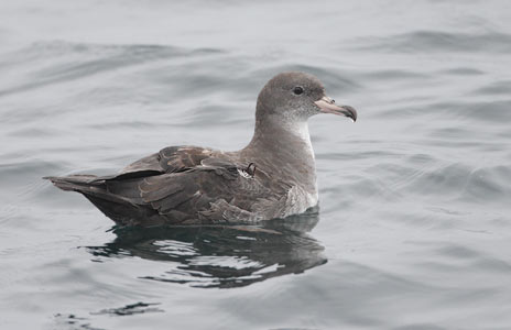Pink-footed Shearwater (Puffinus creatopus) photo