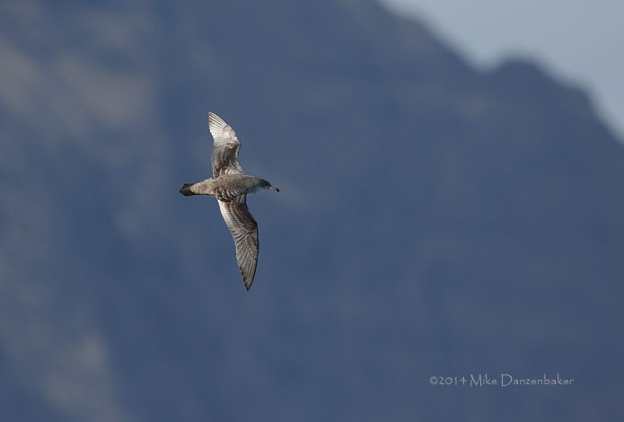 Pink-footed Shearwater (Puffinus creatopus) photo