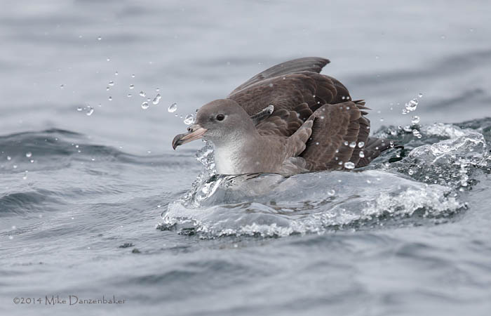 Pink-footed Shearwater (Puffinus creatopus) photo