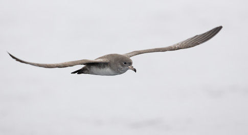 Pink-footed Shearwater (Puffinus creatopus) photo image