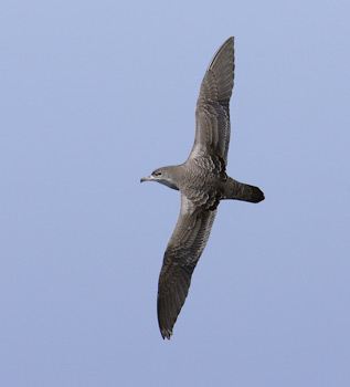 Pink-footed Shearwater (Puffinus creatopus) photo