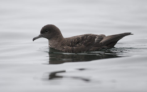 Sooty Shearwater (Puffinus griseus) photo