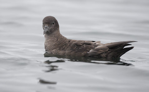 Sooty Shearwater (Puffinus griseus) photo