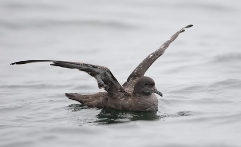 Sooty Shearwater (Puffinus griseus) photo