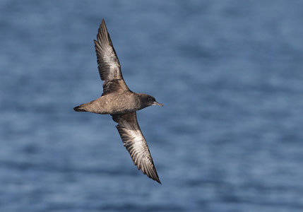 Sooty Shearwater (Puffinus griseus) photo