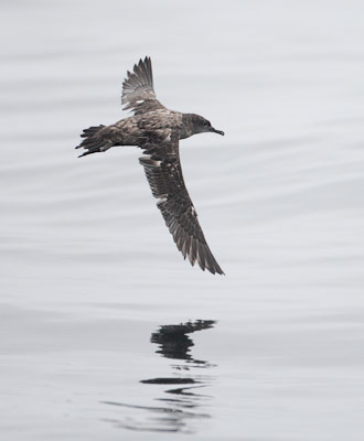 Sooty Shearwater (Puffinus griseus) photo