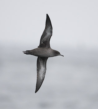 Sooty Shearwater (Puffinus griseus) photo