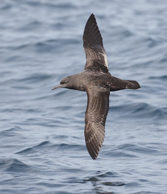 Sooty Shearwater (Puffinus griseus) photo