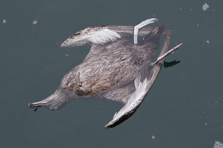 Sooty Shearwater (Puffinus griseus) photo