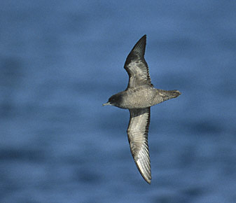 Short-tailed Shearwater (Puffinus tenuirostris) photo image