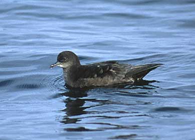 Short-tailed Shearwater (Puffinus tenuirostris) photo image