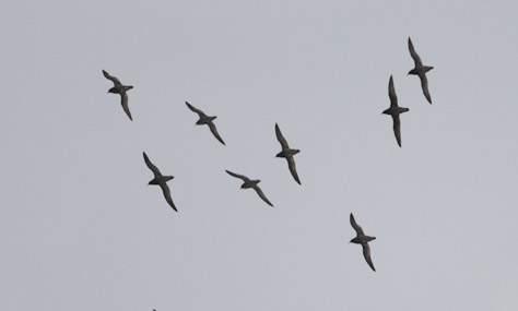 Short-tailed Shearwater (Puffinus tenuirostris) photo
