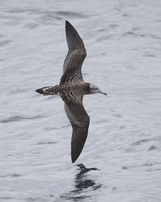 Streaked Shearwater (Calonectris leucomelas) photo