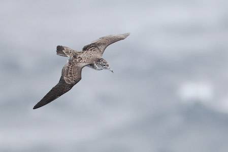 Streaked Shearwater (Calonectris leucomelas) photo
