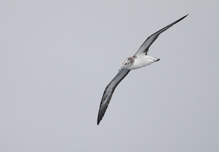 Streaked Shearwater (Calonectris leucomelas) photo