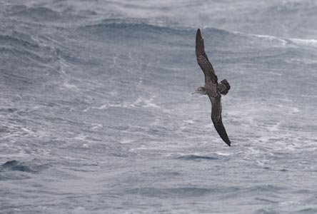 Streaked Shearwater (Calonectris leucomelas) photo