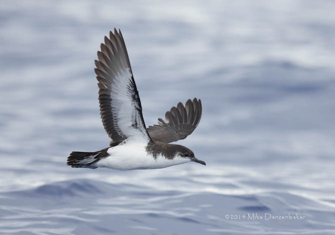 Tropical Shearwater (Puffinus bailloni) photo
