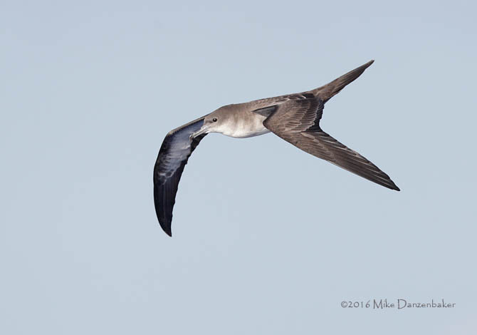 Wedge-tailed Shearwater (Puffinus pacificus) photo