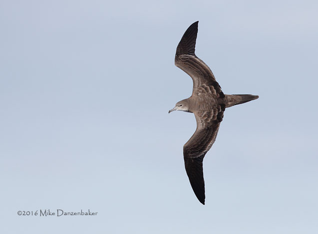 Wedge-tailed Shearwater (Puffinus pacificus) photo
