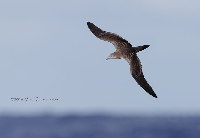 Wedge-tailed Shearwater (Puffinus pacificus) photo
