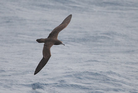 Wedge-tailed Shearwater (Puffinus pacificus) photo
