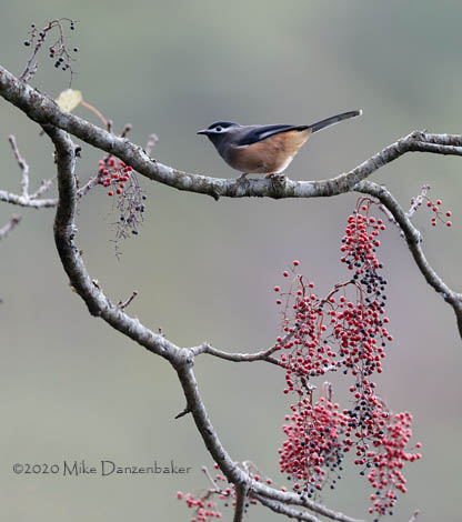 White-eared Sibia (Heterophasia auricularis) photo