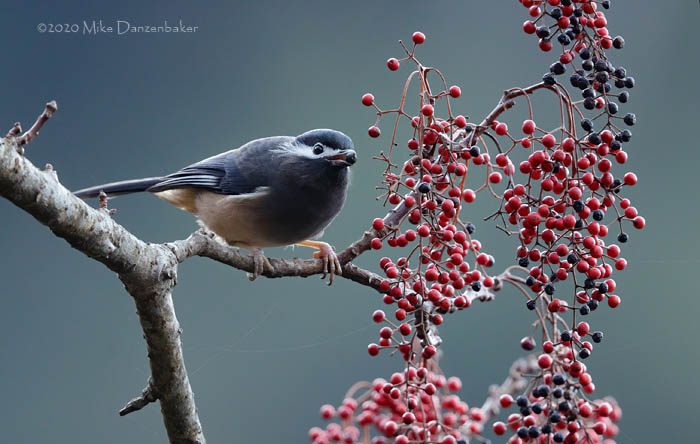 White-eared Sibia (Heterophasia auricularis) photo