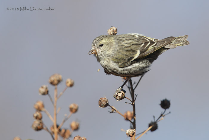 Eurasian Siskin (Carduelis spinus) photo