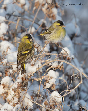 Eurasian Siskin (Carduelis spinus) photo