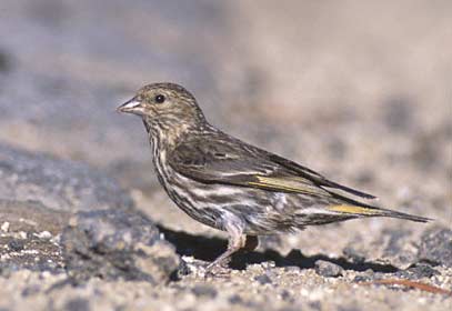 Pine Siskin (Carduelis pinus) photo image