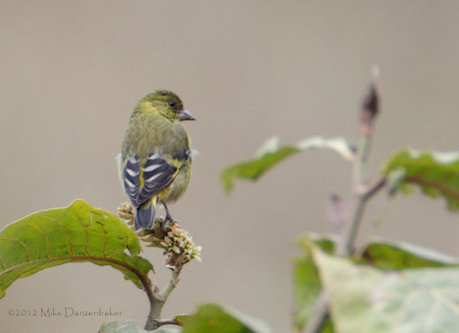 Saffron Siskin (Carduelis siemiradzkii) photo