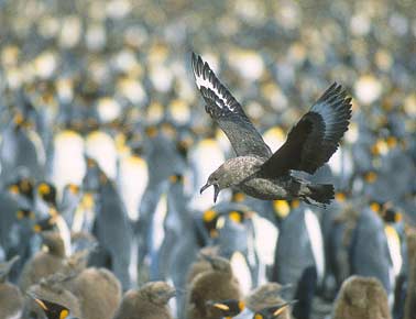 Brown Skua (Stercorarius antarcticus) photo image