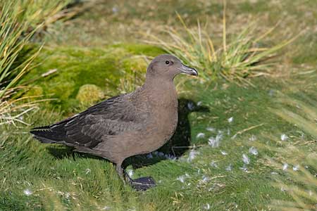 Brown Skua (Catharacta lonnbergi) photo