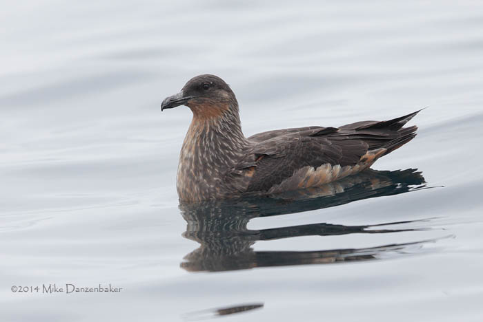 Chilean Skua (Stercorarius chilensis) photo