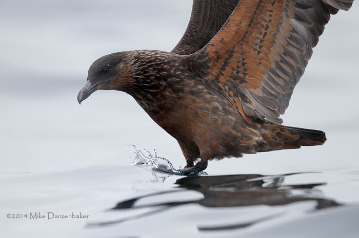 Chilean Skua (Stercorarius chilensis) photo